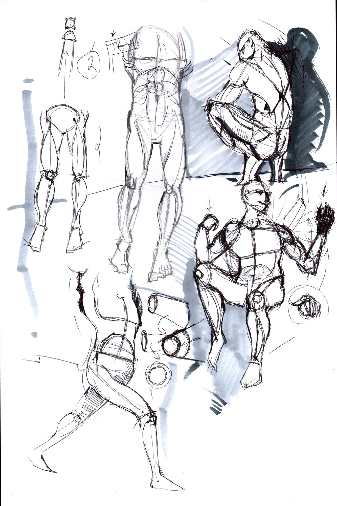 Life drawing — arm sequence reference