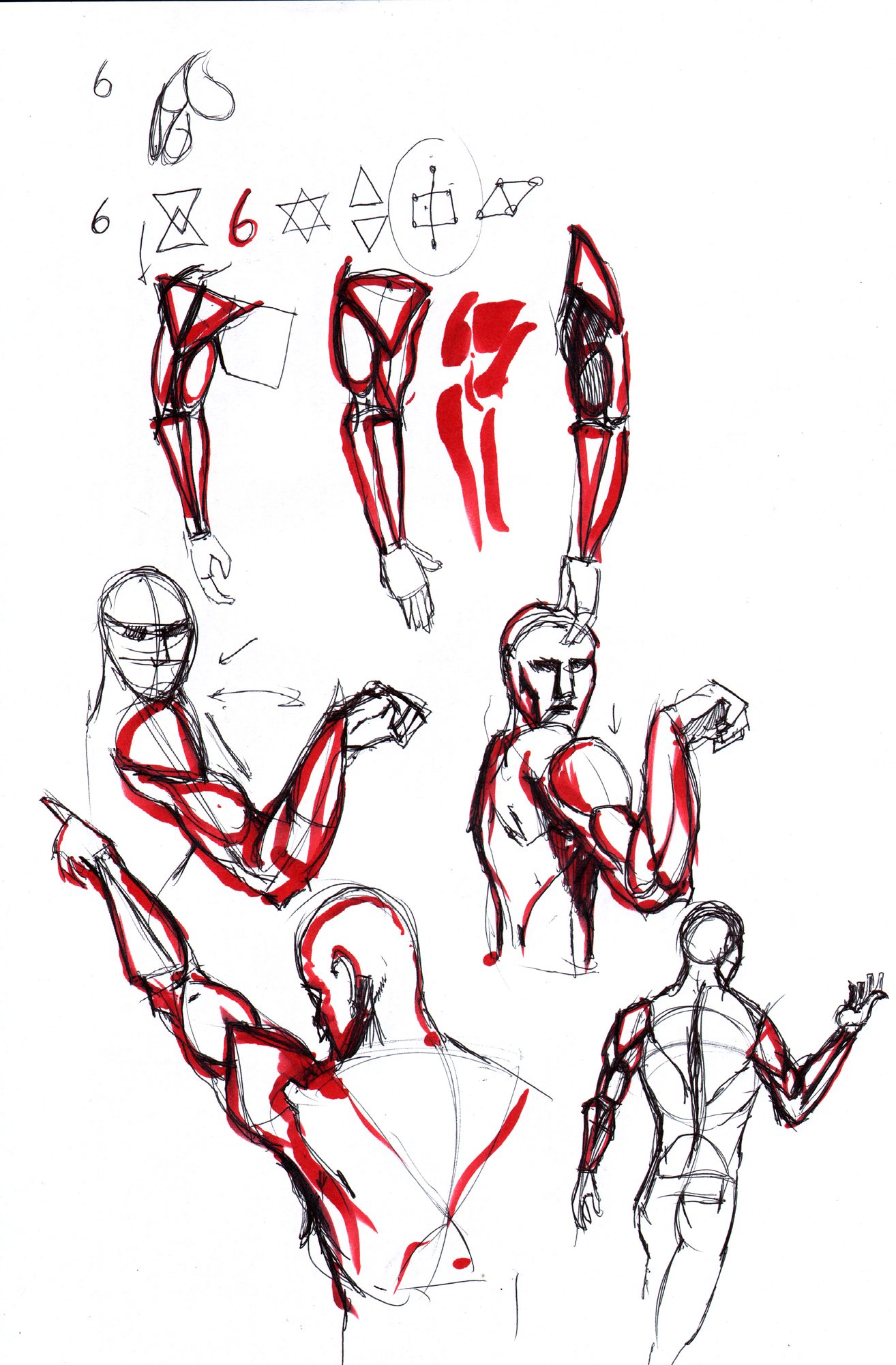 Life drawing — back anatomy reference